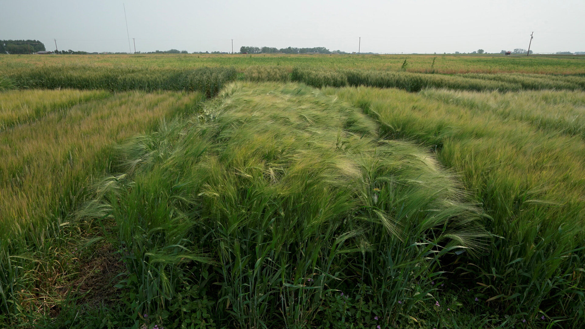 Maximizing Barley Yield While Minimizing Lodging