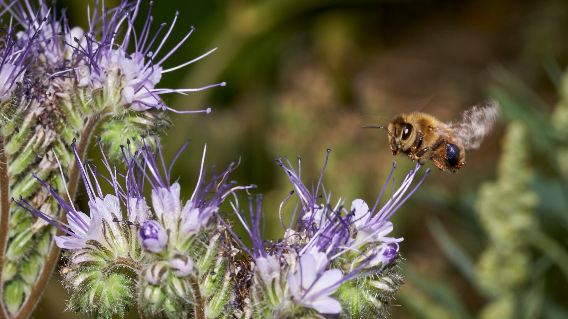 Pollinator Sanctuaries