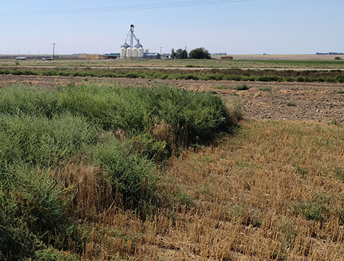 Farming Smarter research aims to give pulse growers more tools to combat kochia