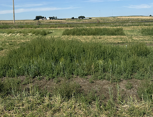 Farming Smarter research plots investigate cultural practices to manage kochia in saline and other marginal areas.