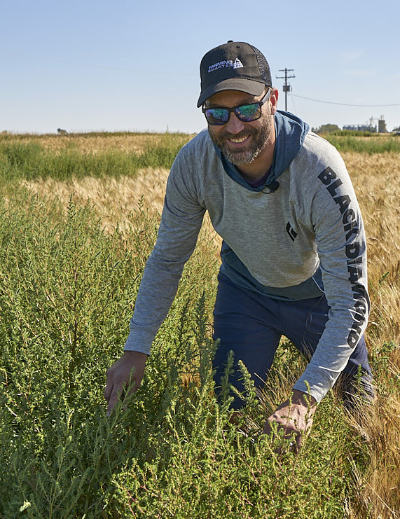 Lewis Baarda smiles at the camera while inspecting a large kochia patch in a wheat field.