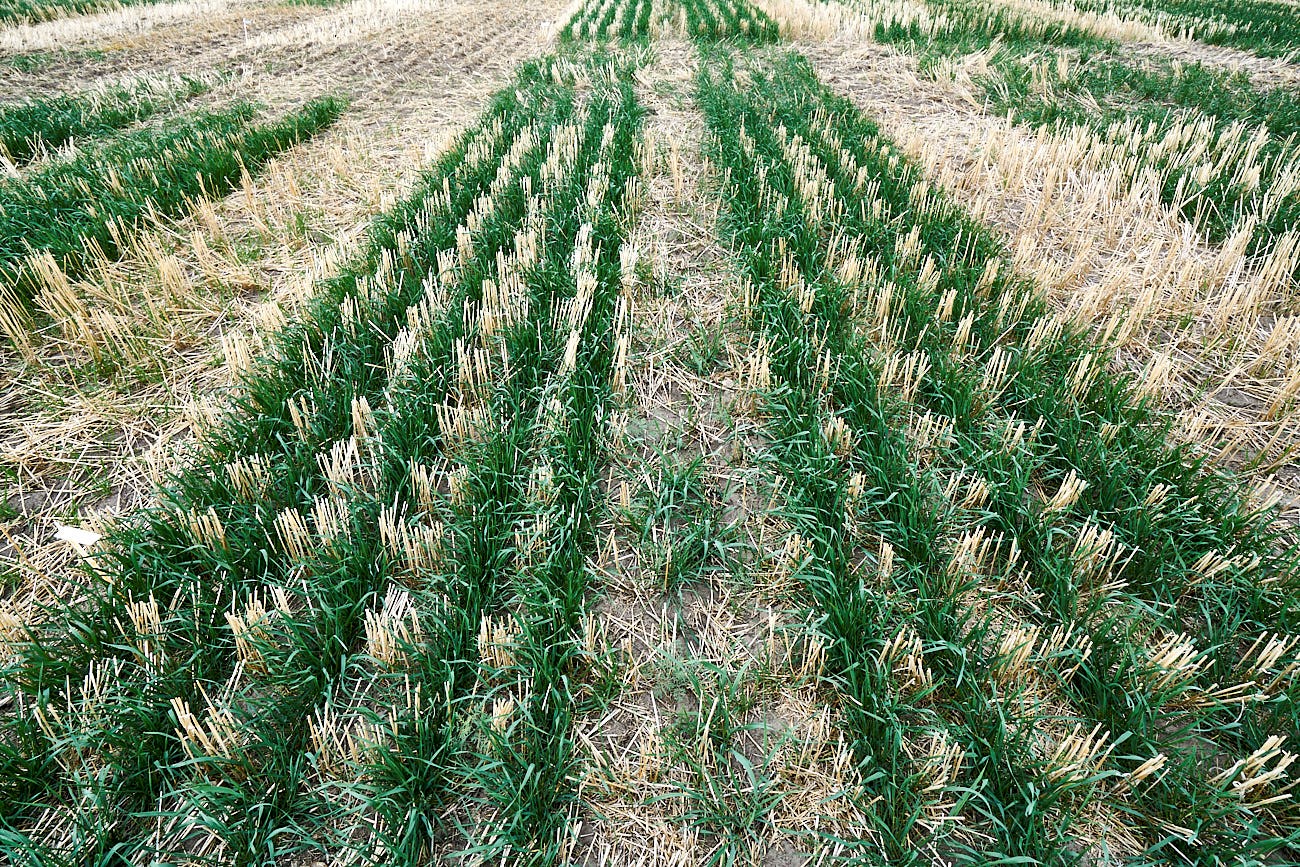 Winter wheat crop in spring