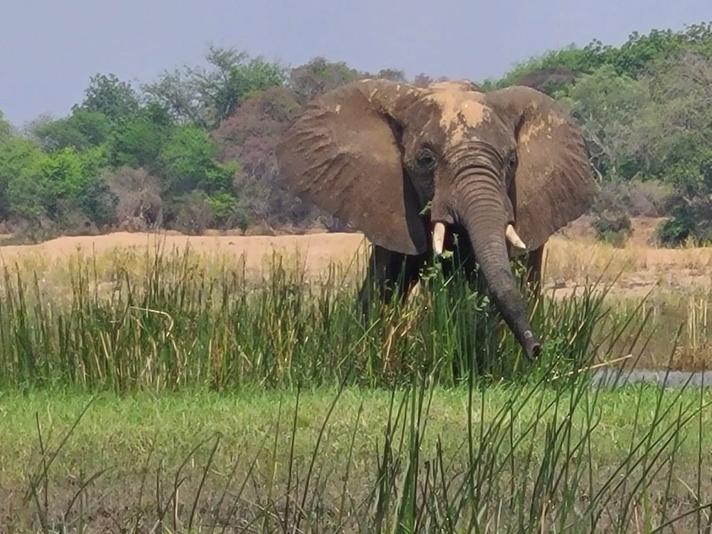 Elephant in Zimbabwe, Africa