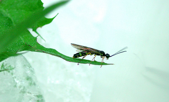 male wheat stem sawfly