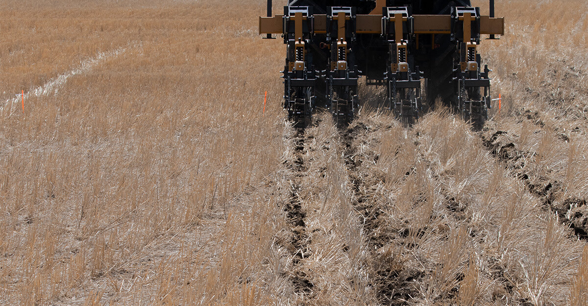 Strip Tillage and Precision Planting for Canola