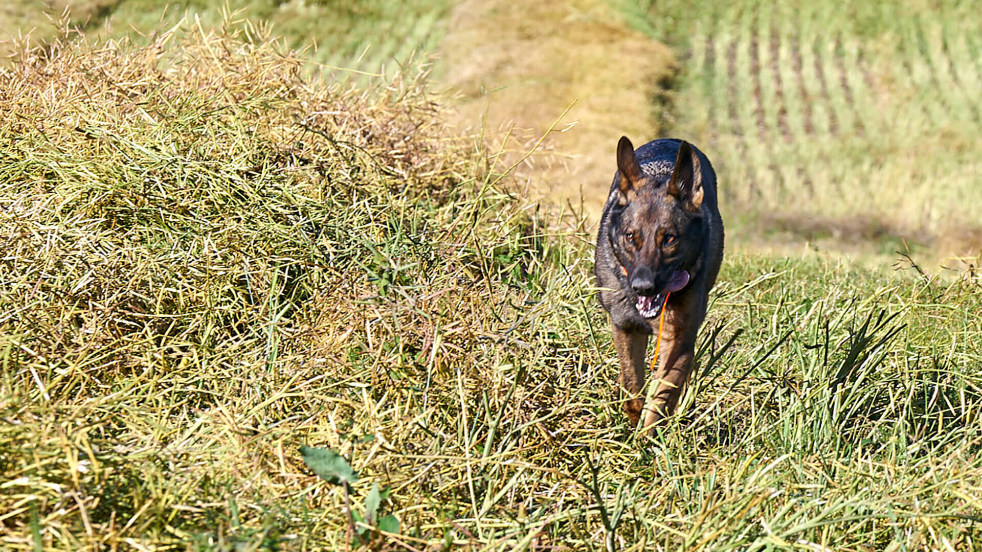 Canine Detection of Clubroot