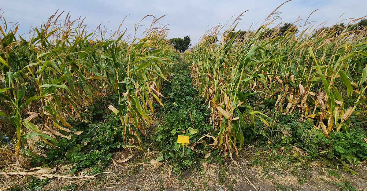 Corn intercropping strategies for extended winter grazing