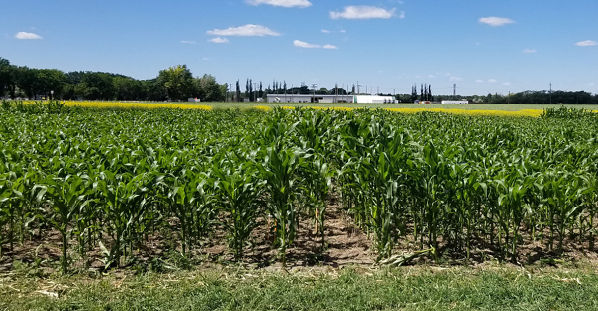 Double Cropping for Cattle Feed Production