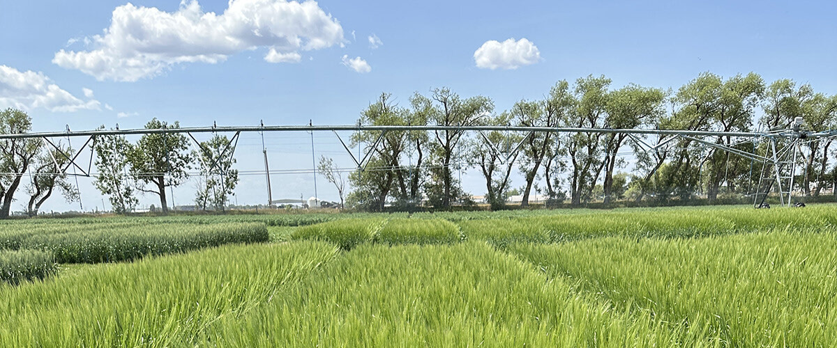 Spring Wheat Management Under Reduced Irrigation