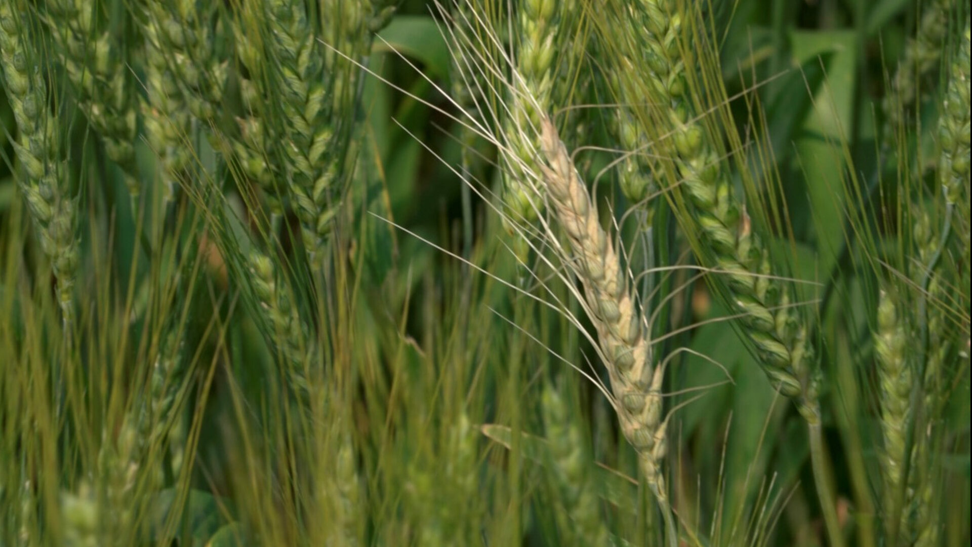 Crop Sequencing to Control Fusarium Head Blight