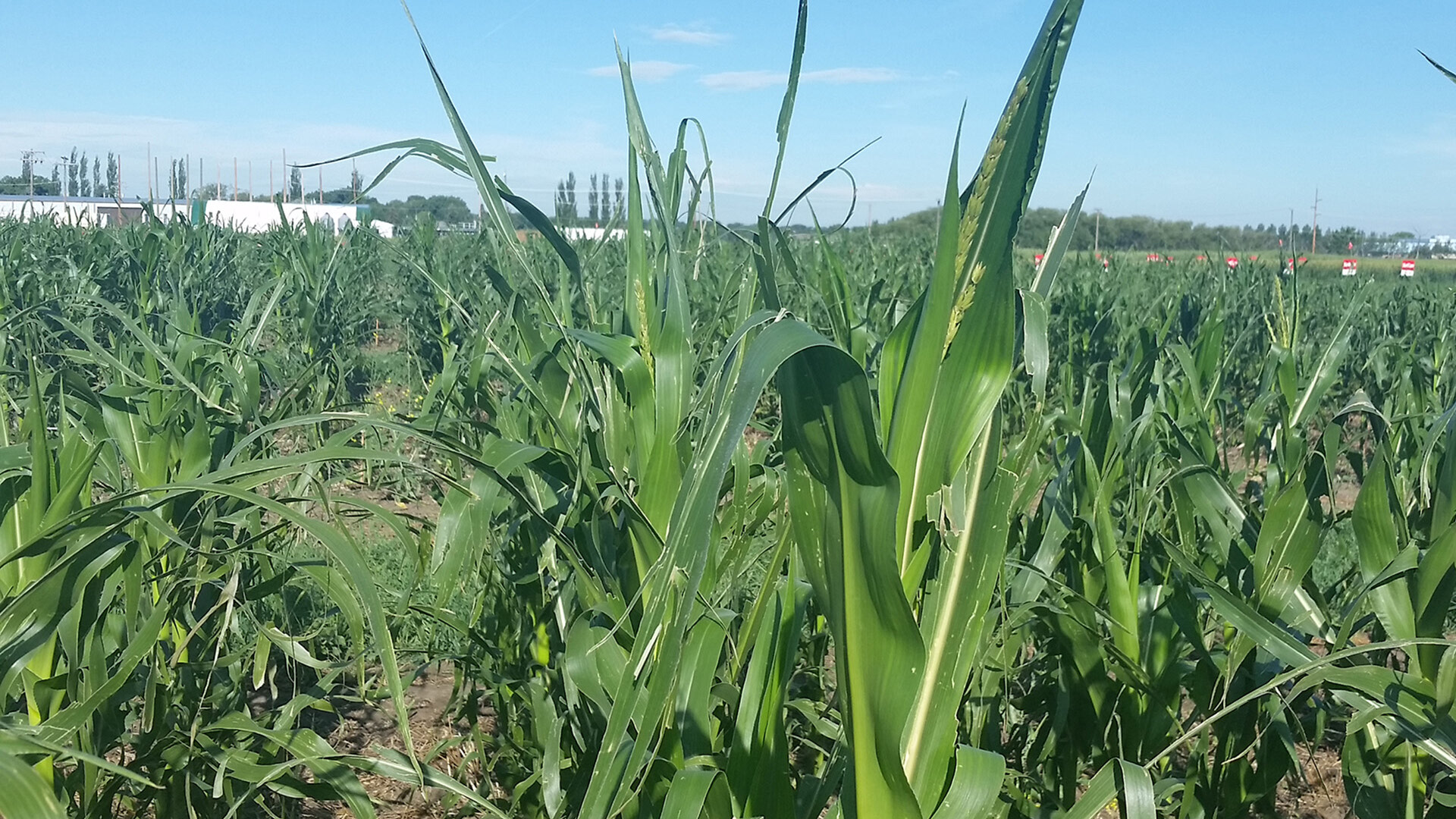 Grain Corn Agronomy