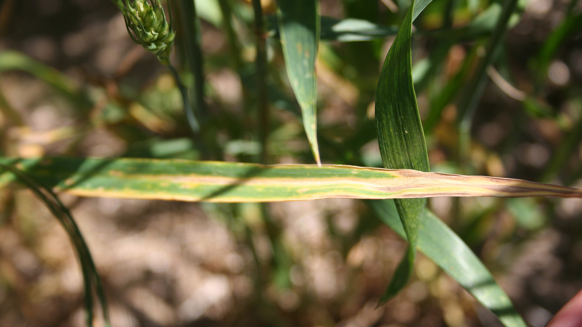 Leaf Spot Fungicide