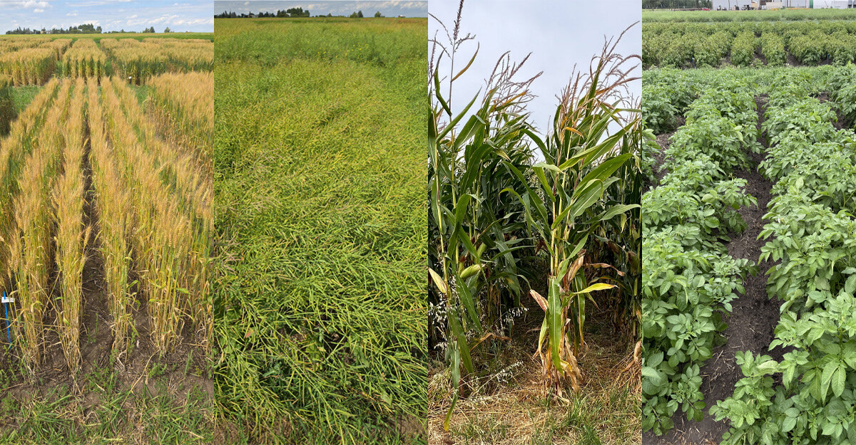 Modernizing Irrigated Crop Nutrient Response Curves 