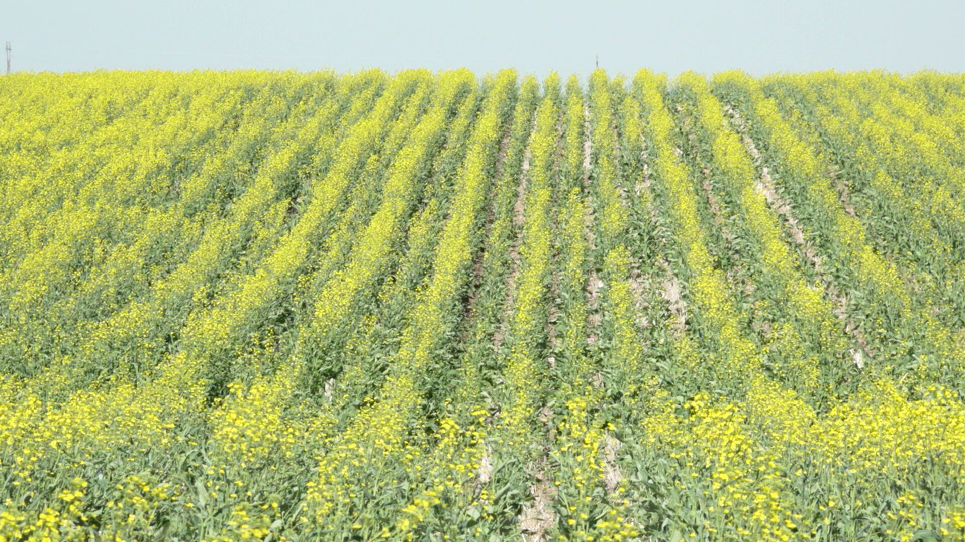 On-Farm Precision Canola