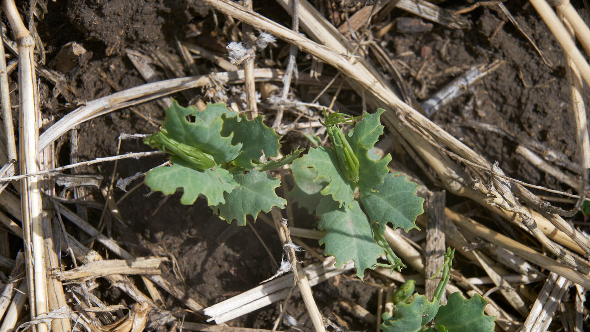 Southern Alberta Pest Monitoring