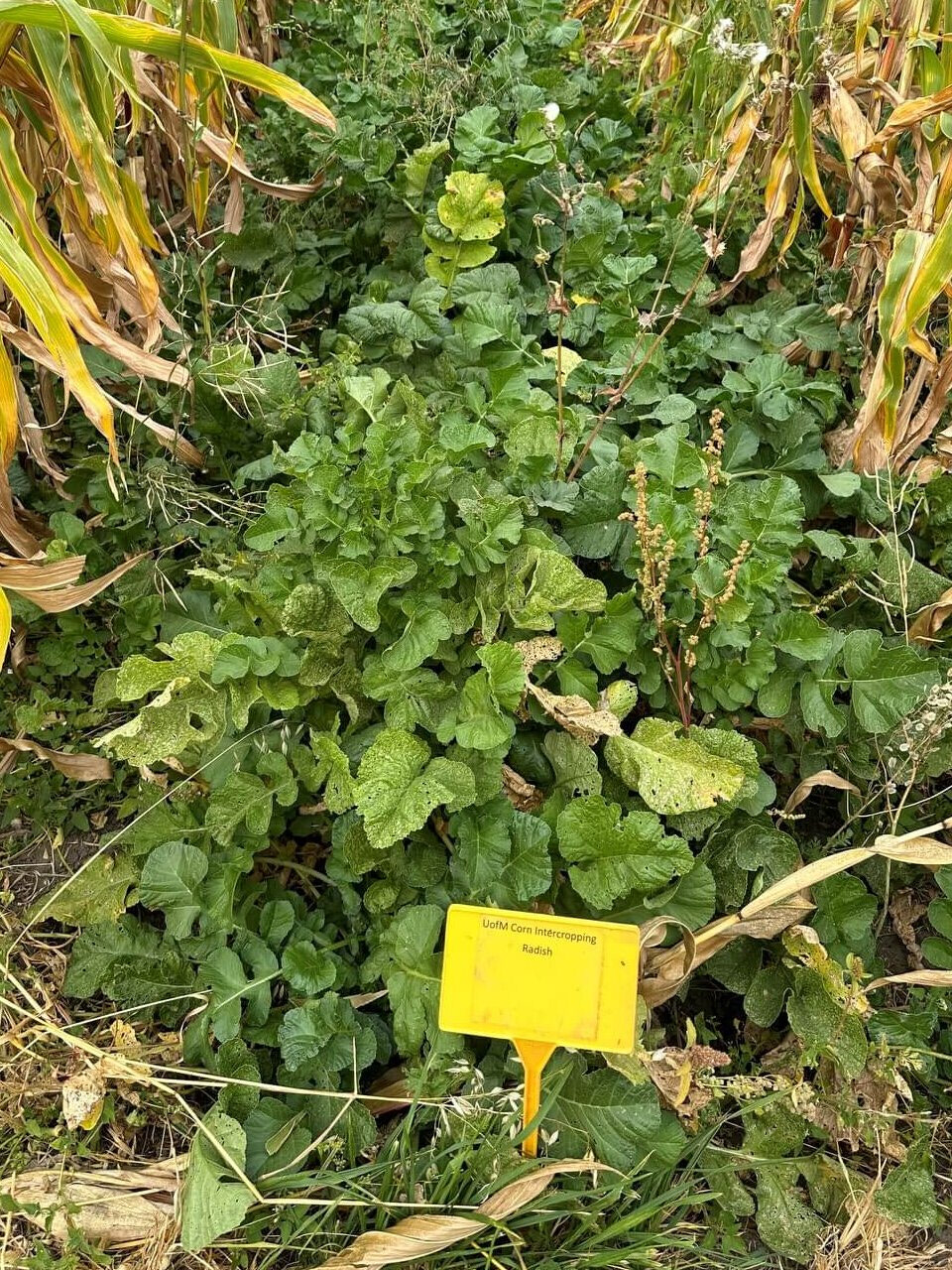 Corn intercropping strategies for extended winter grazing