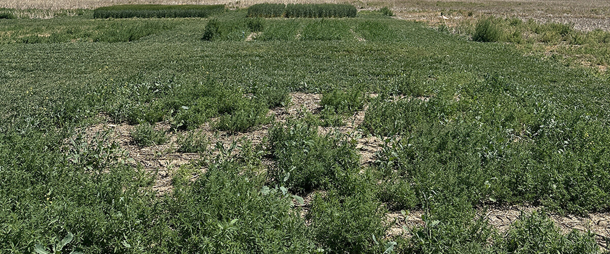 Managing kochia in saline & low-lying areas