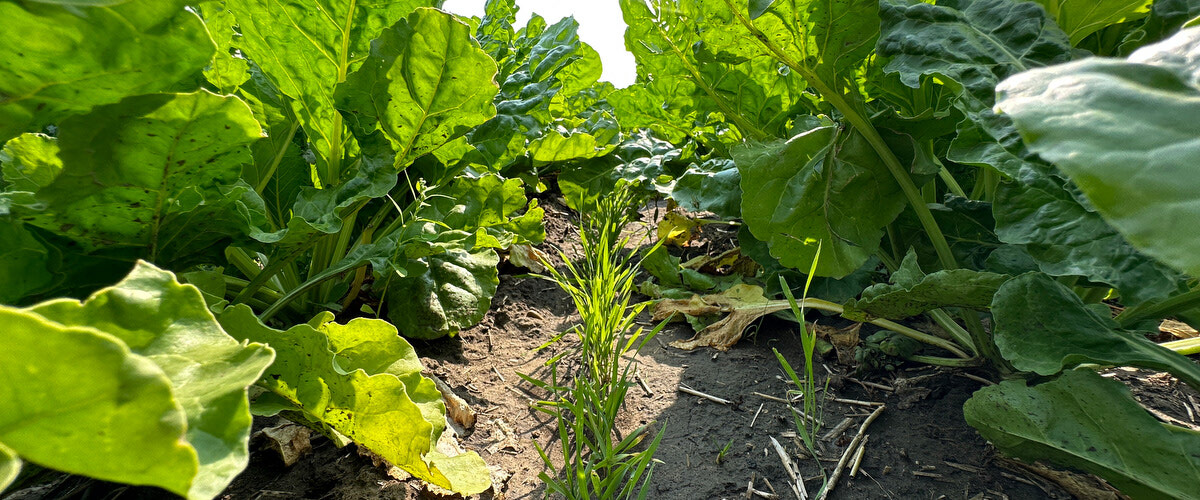 Saving Soils - Soil Conservation in High Disturbance Irrigated Specialty Crops