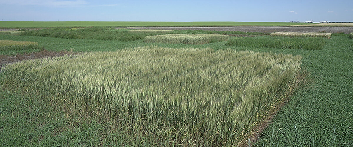Advancing Weed Management