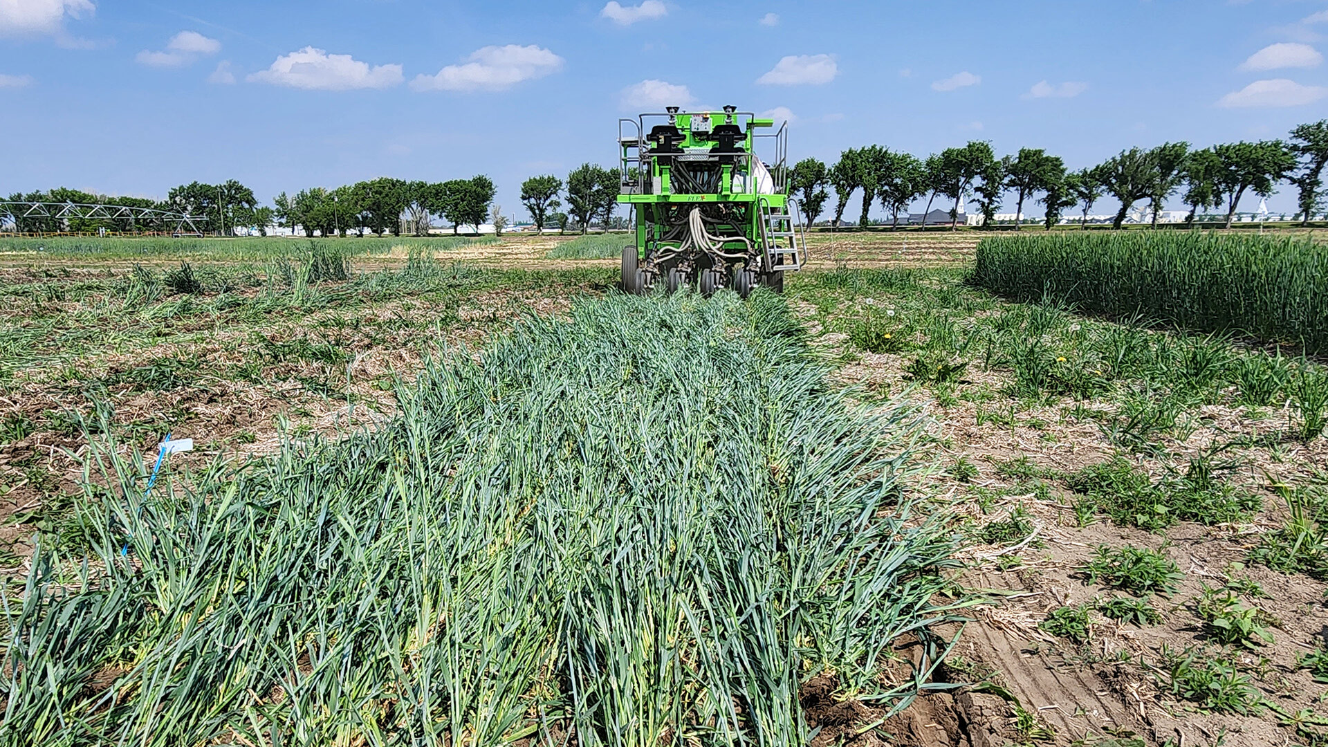 Saving Soils - Roller Crimping Cover Crops