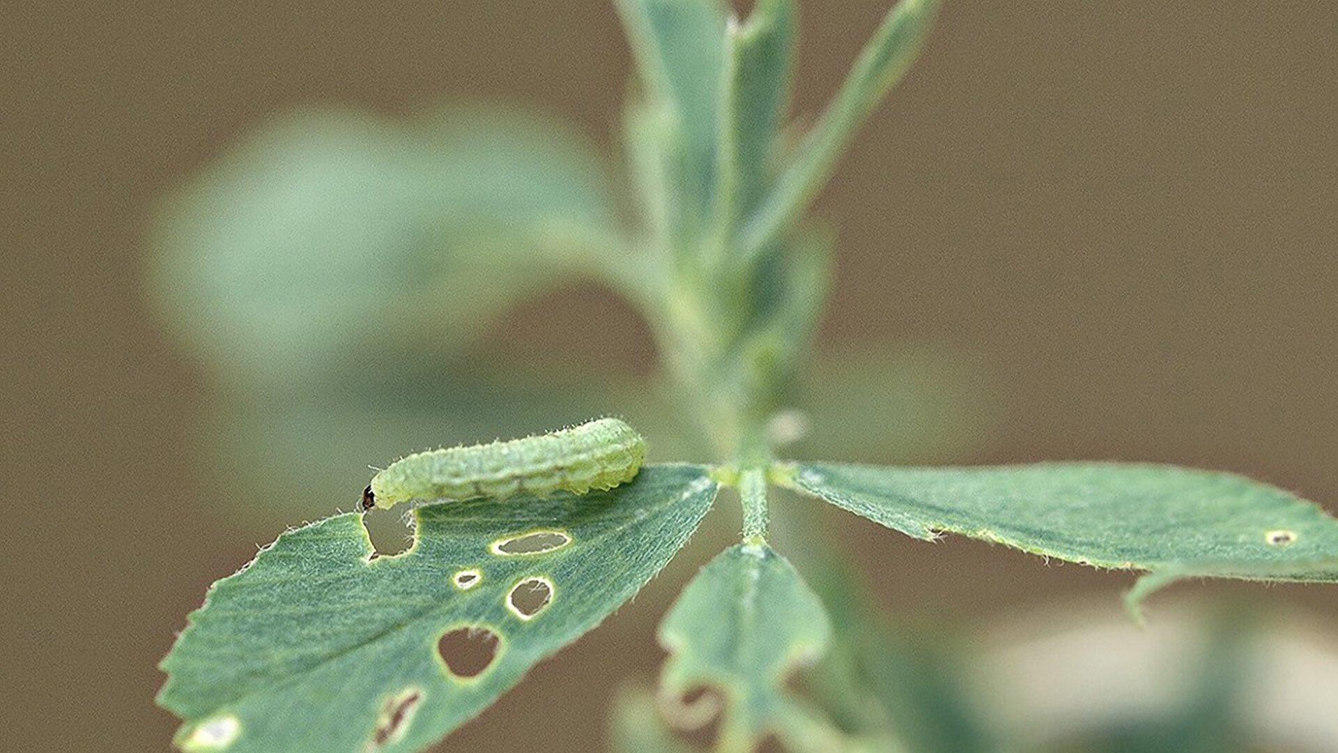 Alfalfa Weevil Trials