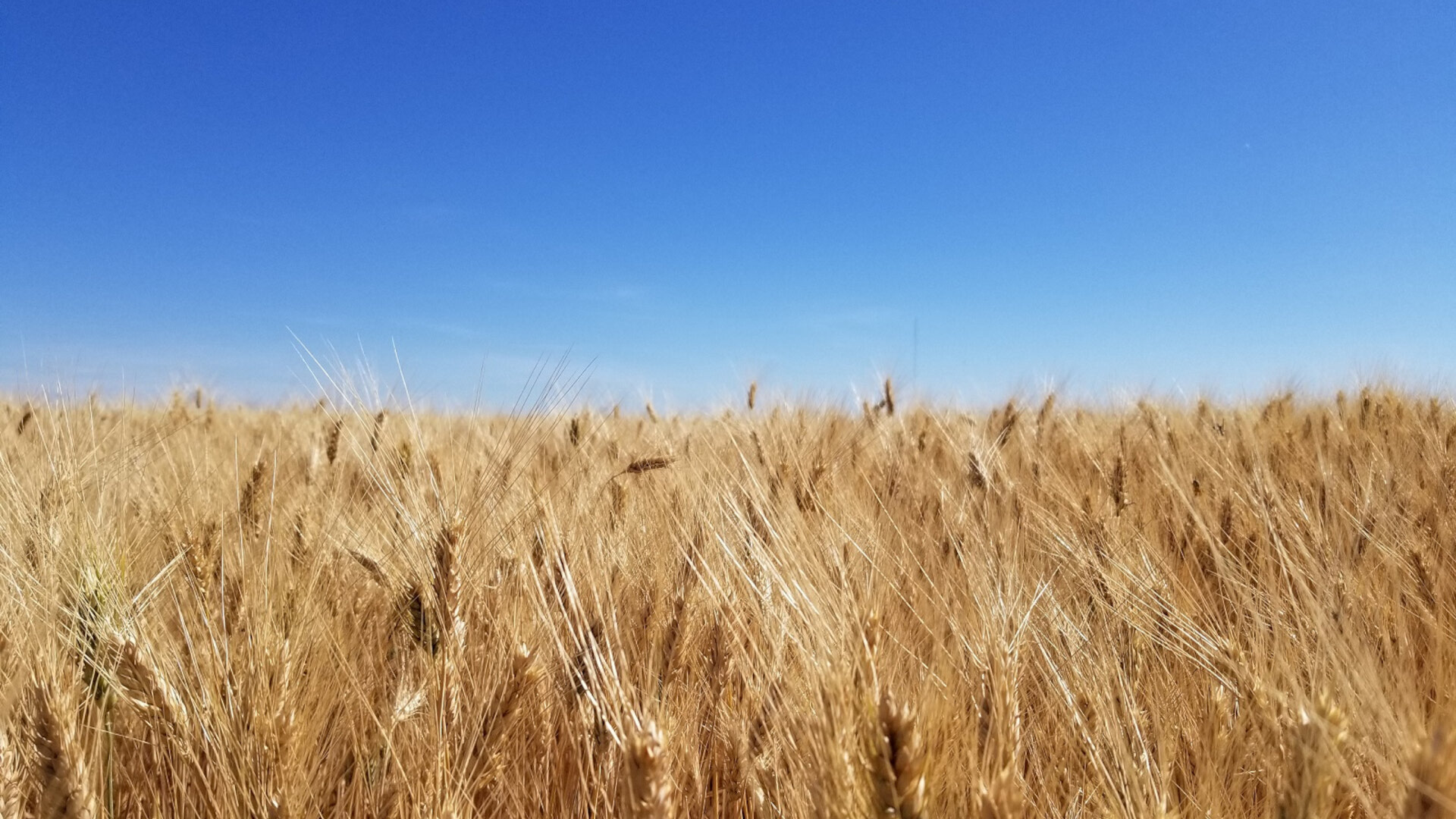 Wheat Yield Gap